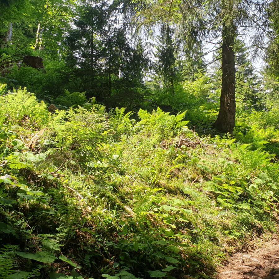 Begrünung | Wald | Farne und Moos